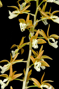 Mormodes warscewiczii 'Sunset Valley Orchids' HCC 78
